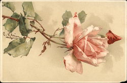 Pink Rose C. Klein Postcard Postcard Postcard