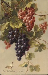 Purple and Red Grapes Fruit Postcard Postcard Postcard