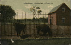 Buffalo Inclosure, Columbian Park Postcard