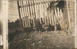 Chickens in Pen Oregon, WI Postcard Postcard Postcard