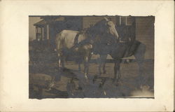 Horses Pulling Cart Postcard