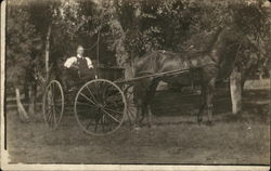 Man Sitting in Horse Drawn Wagon Postcard