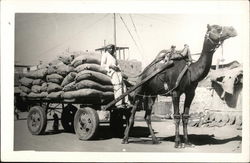 Camel Cart Karachi, Pakistan Postcard Postcard Postcard