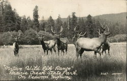 Native Wilk Elk Ranoe Redwood National Park, CA Postcard Postcard Postcard