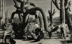 Posing With Large Cacti Postcard