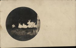 Collection of White Rabbits Postcard