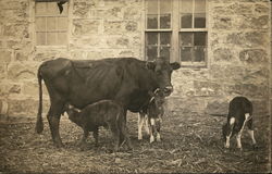 Cow with Calves Nursing Postcard