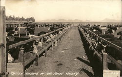 Cattle Feeding in the Pecos Valley Postcard