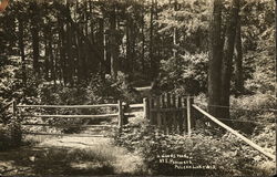 A Woods Trail Pelican Lake, WI Postcard Postcard Postcard