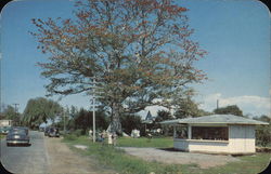 The Famous Kapok Tree Clearwater, FL Postcard Postcard Postcard