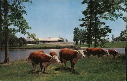 Cows in Field - Modern Farm Loans Postcard