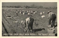 Harvesting Idaho Falls Main Product, "The Russet Potato" Postcard