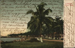 Shoreline and Palm Trees Cristobal, Panama Postcard Postcard