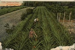 Pineapple Field Postcard