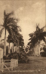 Palm Avenue, Botanic Gardens Tobago Caribbean Islands Postcard Postcard