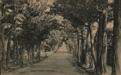 Cedar Avenue Postcard