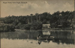 Royal Palms from Paget Postcard