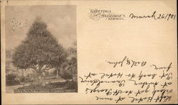 Screw Palm, Public Gardens Postcard