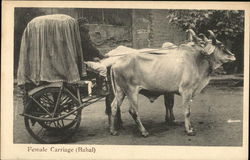 Female Carriage (Bahal) Postcard