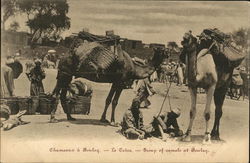 Group of Camels at Bulaq Cairo, Egypt Africa Postcard Postcard