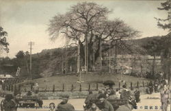 Cherry Tree in the Park Postcard