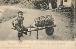 The pig in the crate and the surne driver resting on the way to the market Postcard