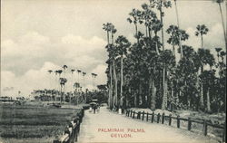 Palmirah Palms Postcard