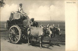 Bullock Cart, Scene From British India Postcard Postcard