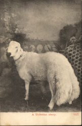 A Thibetian Sheep Postcard