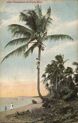 Climbing Tree for Coconuts Puerto Rico Postcard Postcard