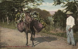 Carrying Fruit to Market Puerto Rico Postcard Postcard