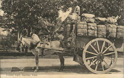 Tobacco Cart Havana, Cuba Postcard Postcard