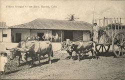 Tobacco Brought to the Barn Havana, Cuba Postcard Postcard