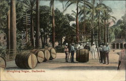 Weighing Sugar Barbados Caribbean Islands Postcard Postcard