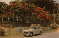 Royal Botanic Gardens Postcard