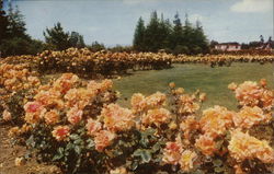 Municipal Rose Garden San Jose, CA Postcard Postcard Postcard