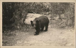 Brown Bear Postcard