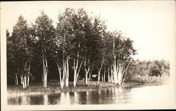 Trees by a Lake Landscapes Postcard Postcard Postcard