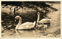 Swans at Mirror Lake St. Petersburg, FL Postcard Postcard Postcard