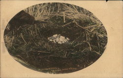 Alligator's Eggs and Nest Postcard