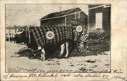 Cow Coverd in 5A Blanket Postcard