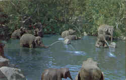 Elephant Bathing Pool Adventureland Disney Postcard Postcard