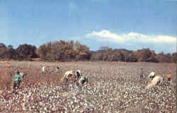 A Typical Scene Near Memphis Tennessee Postcard Postcard