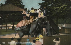 Riding the Elephant, Cincinnati Zoo Ohio Postcard Postcard Postcard