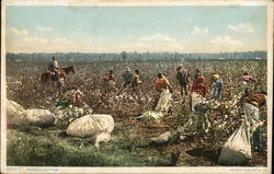 Picking Cotton Postcard