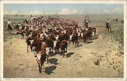 A Cattle Drive Postcard