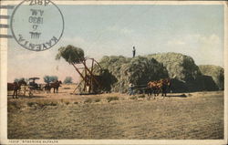 Stacking Alfalfa Postcard