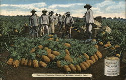 Hawaiian Pineapples Wahiawa, HI Postcard Postcard Postcard