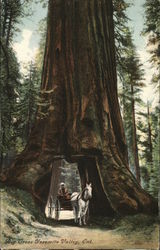 Big Trees Yosemite Valley, CA Yosemite National Park Postcard Postcard Postcard