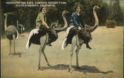 Ready For The Race, Cawston Ostrich Farm, South Pasadena, California Ostriches Postcard Postcard Postcard